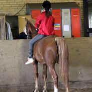 Anden særlig race Rapido