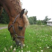 Pinto Svalegårdens Himalaya <3 *Bims*