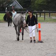 Anden særlig race To-scor-surprice-Himmelhest ;(