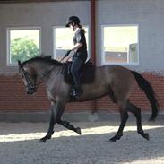 Dansk Varmblod Acasilla Love 