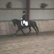 Trakehner Miss Dior