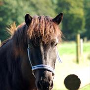 Islænder Ýfir fra Katulabo