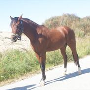Welsh Pony (sec B) TIRAS´S SIR CASPIAN