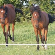 Welsh Pony (sec B) TIRAS´S SIR CASPIAN