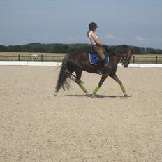 Hollandsk Sportspony Happy, dressur pony:D