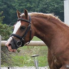 Welsh Cob (sec D) Fjordglimt Mr. George
