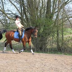 Hollandsk Sportspony Silver Star