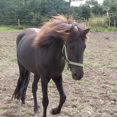 Islænder Björk fra Damgård