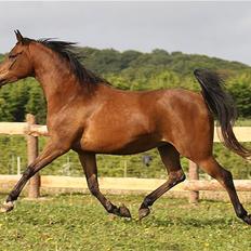 Arabisk fuldblod (OX) 4D Malayka Moniet 2007-2011.