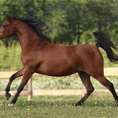 Arabisk fuldblod (OX) 4D Malayka Moniet 2007-2011.