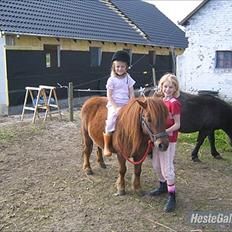 Shetlænder Olfert