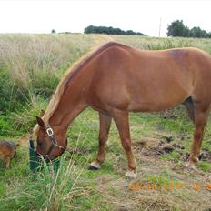 Anden særlig race sunny