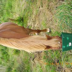 Anden særlig race sunny