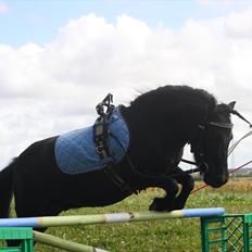 Miniature Shetlænder | Solvang's Sweety Speedy [Miss you] 
