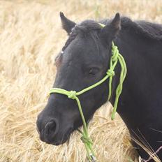 Miniature Shetlænder | Solvang's Sweety Speedy [Miss you] 