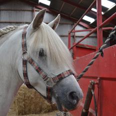 Welsh Pony (sec B) Klintholms Sir Jeff (Bebber)