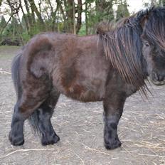 Shetlænder Teddy