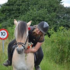Fjordhest Harald "Hedevang" (Håkon)