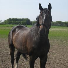 Oldenborg Enzo