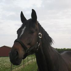 Oldenborg Enzo