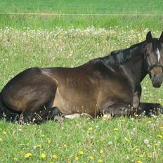Oldenborg Enzo