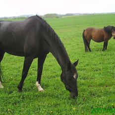 Oldenborg Nørrelunds Casiopaya