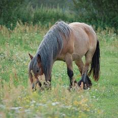 Belgier Acasia Svelena