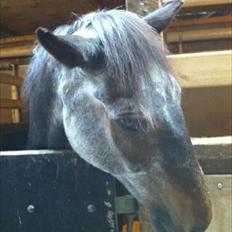 Anden særlig race "Freddie" Den Elskede<3 (Part) R.I.P