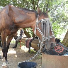 Anden særlig race Mikael <3