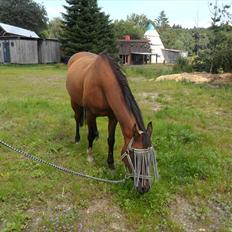 Anden særlig race Mikael <3