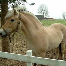 Fjordhest Nekoline