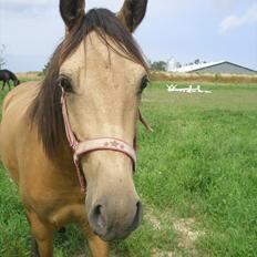 Anden særlig race Gucci