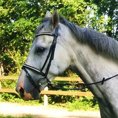 Anden særlig race Lambruzzo