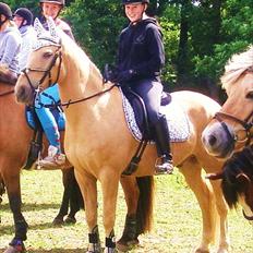 Palomino Bornhorse Pelle