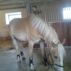 Haflinger Prins