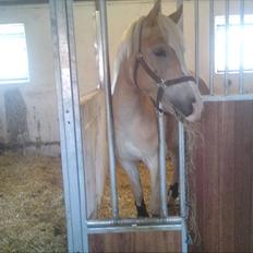 Haflinger Prins