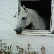 Anden særlig race Josephine