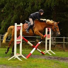 Anden særlig race Julius Cæsar *Solgt*