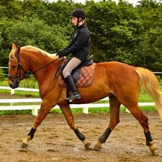 Anden særlig race Julius Cæsar *Solgt*