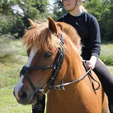 Anden særlig race Lukas