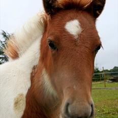 Anden særlig race Aladin