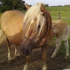 Haflinger Valaska