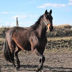 Dansk Varmblod Cosmo Kai(Tidl. passe-hest)