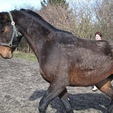 Dansk Varmblod Cosmo Kai(Tidl. passe-hest)
