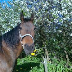 Dansk Varmblod Cosmo Kai(Tidl. passe-hest)