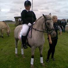 Knabstrupper Candy<3 Aka. Pony! tidl. hest