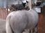 Knabstrupper Candy<3 Aka. Pony! tidl. hest - Candy er kattepasser:D<3