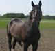 Oldenborg Enzo