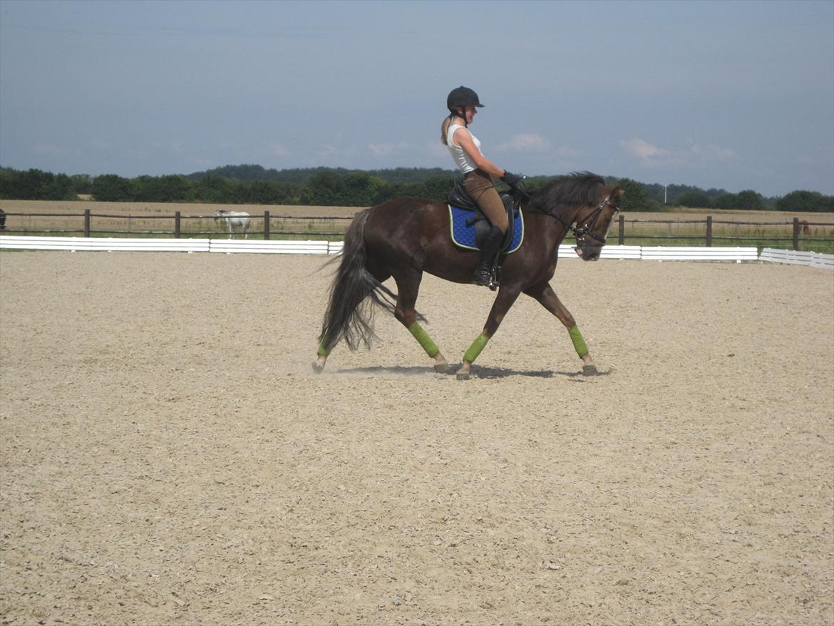 Hollandsk Sportspony Happy, dressur pony:D billede 2