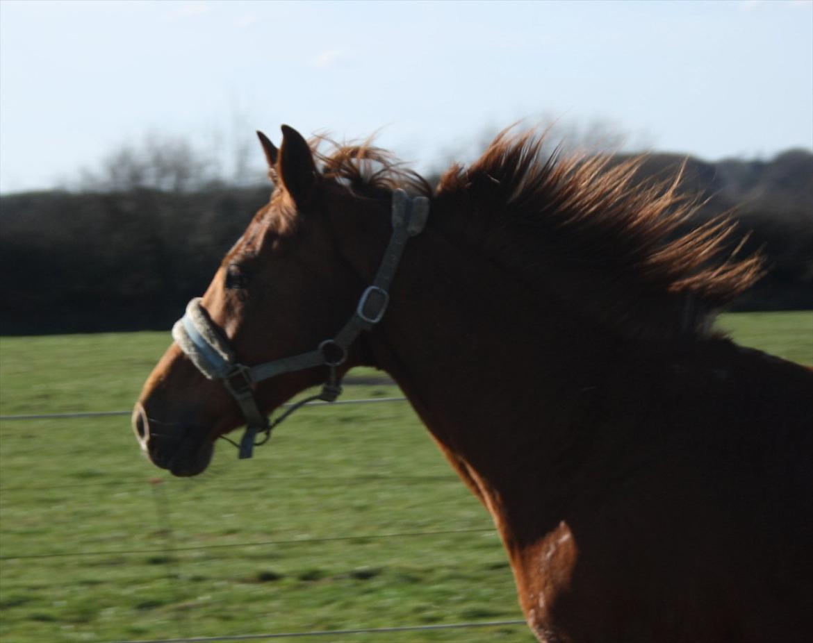 Anden særlig race Elaine † 11.10.11 billede 20